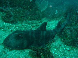 Japanese Bullhead Shark