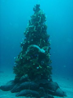 伊豆海洋公園のクリスマスツリー