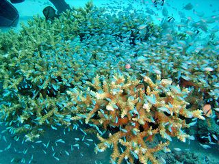 Blue-green damselfish