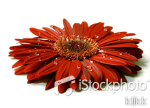 Beautiful red gerbera with raindrops