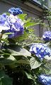 紫陽花(Hydrangea)
